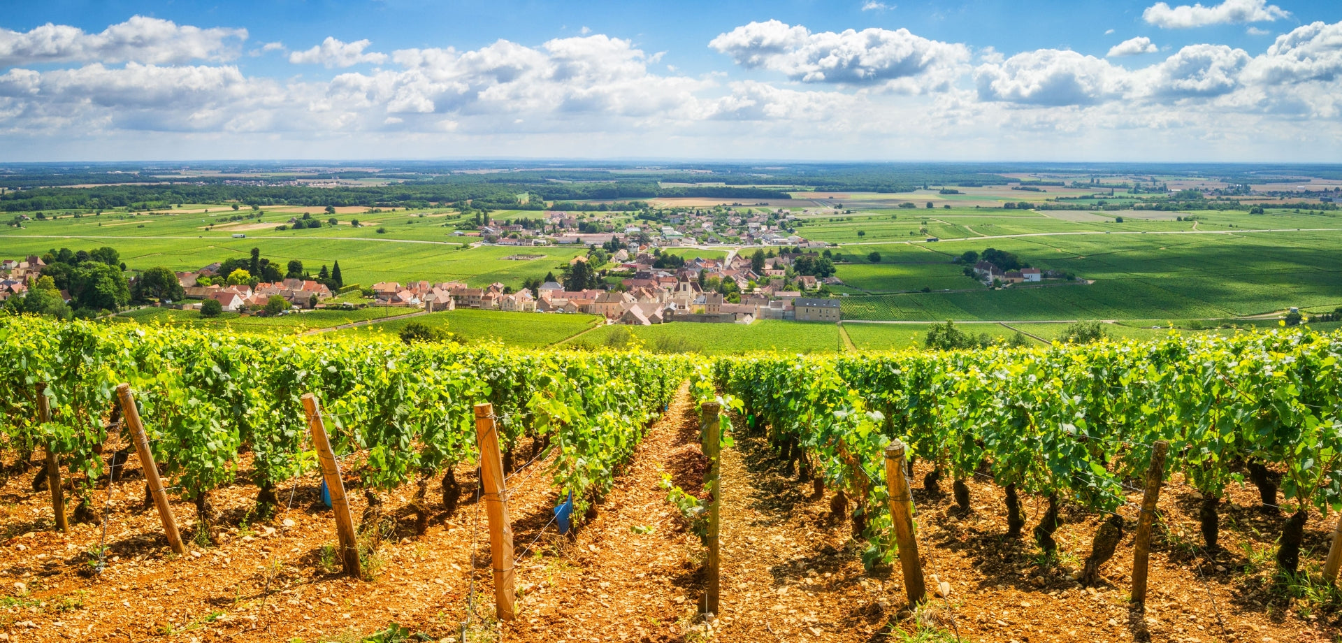French Wines